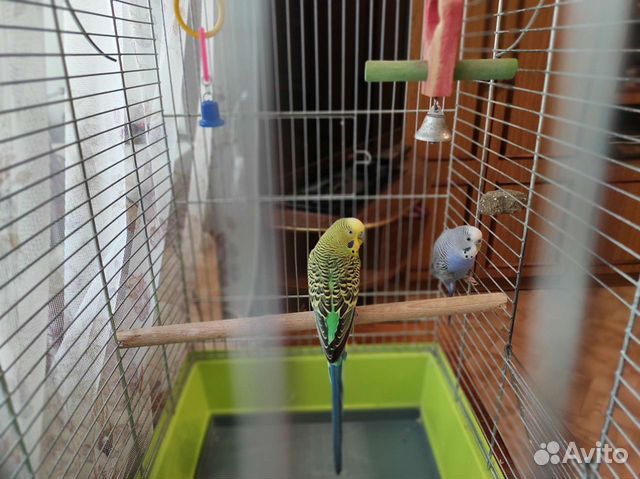Большая просторная клетка для птиц