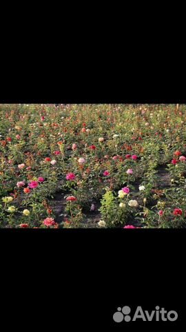 Кустовые розы саженцы