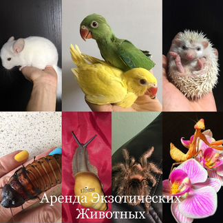 Аренда экзотических животных