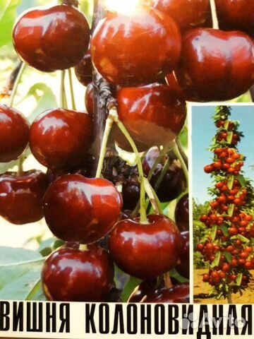 Саженцы Вишни колоновидной