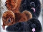 Тибетский мастиф щенок объявление продам