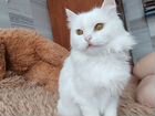 Кошка турецкая ангора вязка
