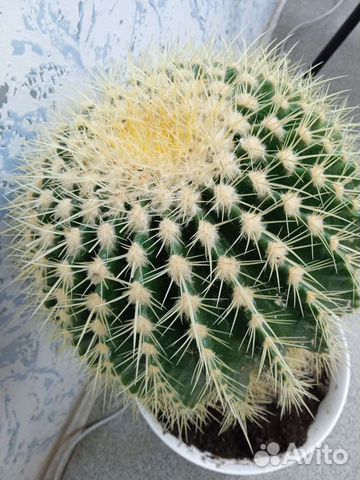 Эхинокактус грузони 36 см