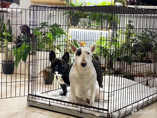 Клетка для собак