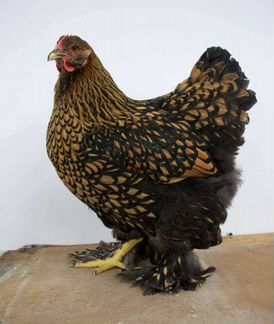 Инкубационное яйцо элитных кур