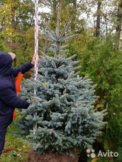 Ель голубая Фат Альберт 2,25м