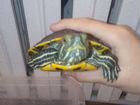 Красноухая черепаха девочка бесплатно