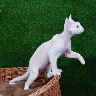 Брутальный блондин