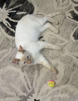 Тайская кошка. Кот
