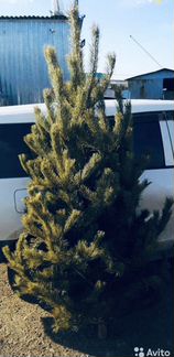 Живые елки русские