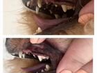 Чистка зубов животным без наркоза объявление продам