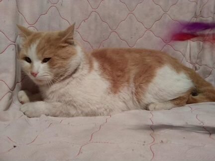 Рыже-белый кот Плюш, принесёт удачу и радость