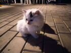 Котята 2 месяца от нашей кошки объявление продам