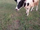 Коровы дойные молодые