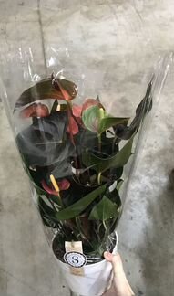 Антуриум Андреанум Рейнбоу Чемпион. Доставка