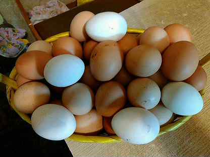 Купить яйца кур на авито. Домашние куриные яйца. Домашние куриные яйца объявления. Продаются домашние куриные яйца объявление. Яйца домашние фото куриные.