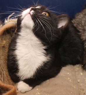 Черно-белый котенок девочка Симба, 4 месяца