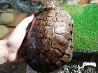 Красноухая черепаха с аквариумом бесплатно объявление продам