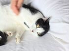Самый ласковый котик ищет дом объявление продам