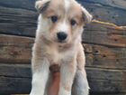 Продаются щенки западно-сибирской лайки объявление продам