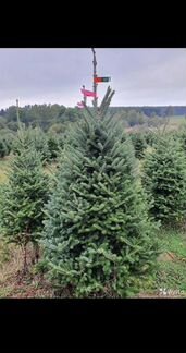 Живые елки и пихты