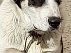 Среднеазиатская овчарка алабай щенок