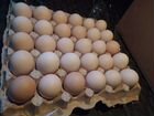 Инкубационное яйцо Арбор айкрос, Кобб-500