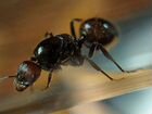 Экзотические муравьи messor barbarus из Испании