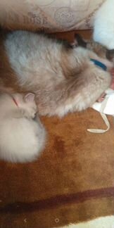 Невский маскарадный котёнок, девочка - 2 месяца