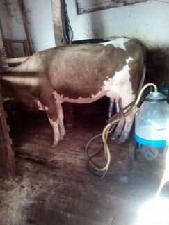 Коровы дойные молочные - фотография № 4