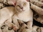 Бурмансий кот