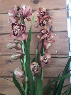 Орхидея цимбидиум