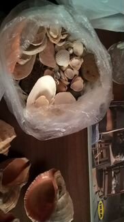 Ракушки