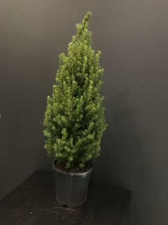 Новогодняя ель