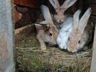 Кролики/Кролики на развод объявление продам