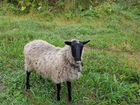 Овца романовская объявление продам