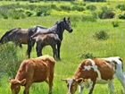 Лошади коровы бычки
