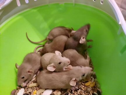 Крысята Дамбо 4 недели