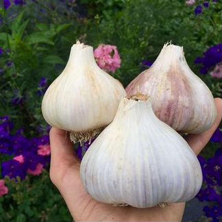 Чеснок Гулливер для посадки