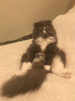 Шотландская вислоухая кошечка