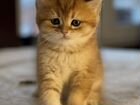 Британские котята золотая шиншилла объявление продам