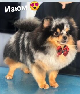 Бесплатная стрижка собак и кошек