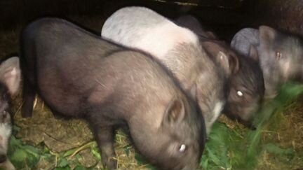 Покрытая вьетнамская свинка