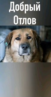 Ловец, Отлов животных,собак, кошек и других животн