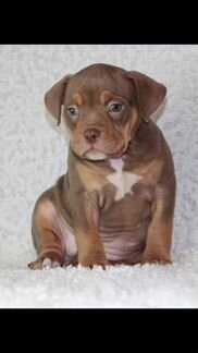 Американский Булли красивые детки