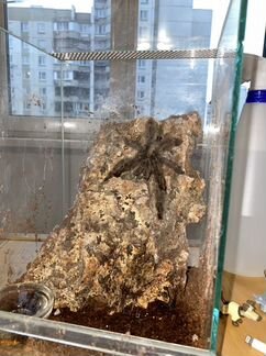 Паук птицеед Psalmopoeus pulcher