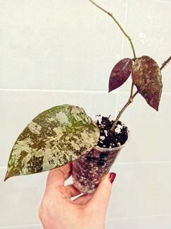 Хойя каудата голд