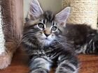 Мейн-кун котята - лучшие представители породы объявление продам