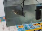 Продам красноухую черепаху с аквариумом объявление продам