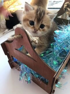 Кошечка золотая шиншилла